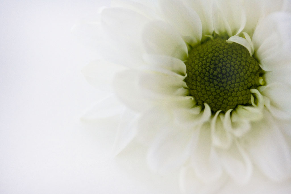 a daisy a day