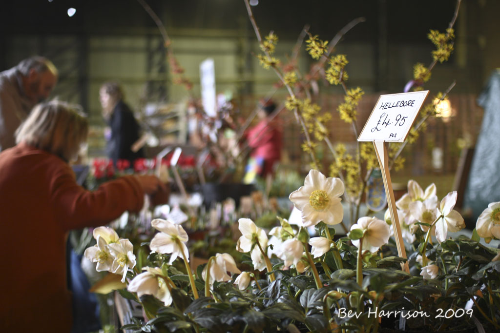 its time to plant hellebores