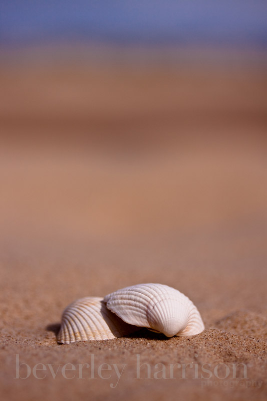 we saw seashells on the seashore...