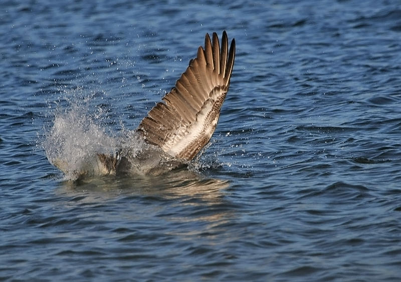 Brown Pelican Diving for Lunch