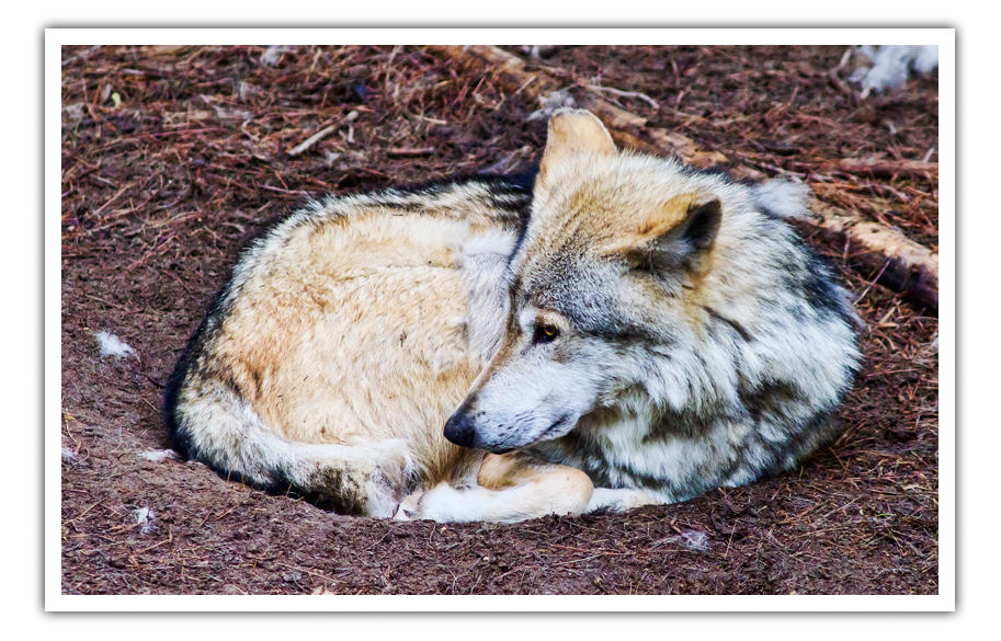 may 29 mexican wolf