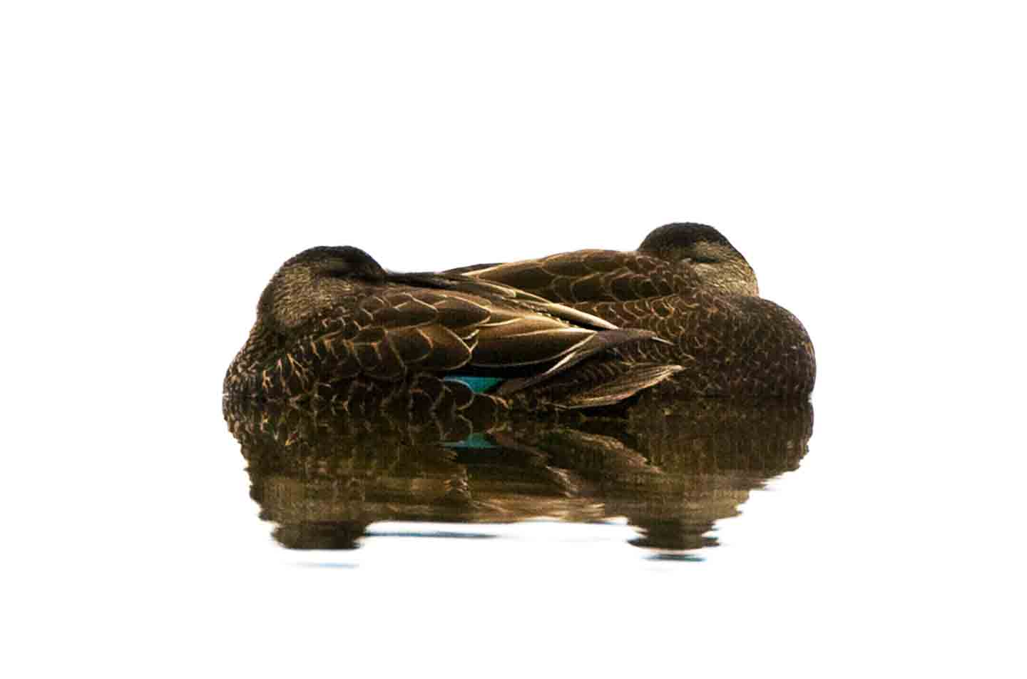 Black Ducks at Rest, Parker River National Wildlife Refuge, Newbury, MA.