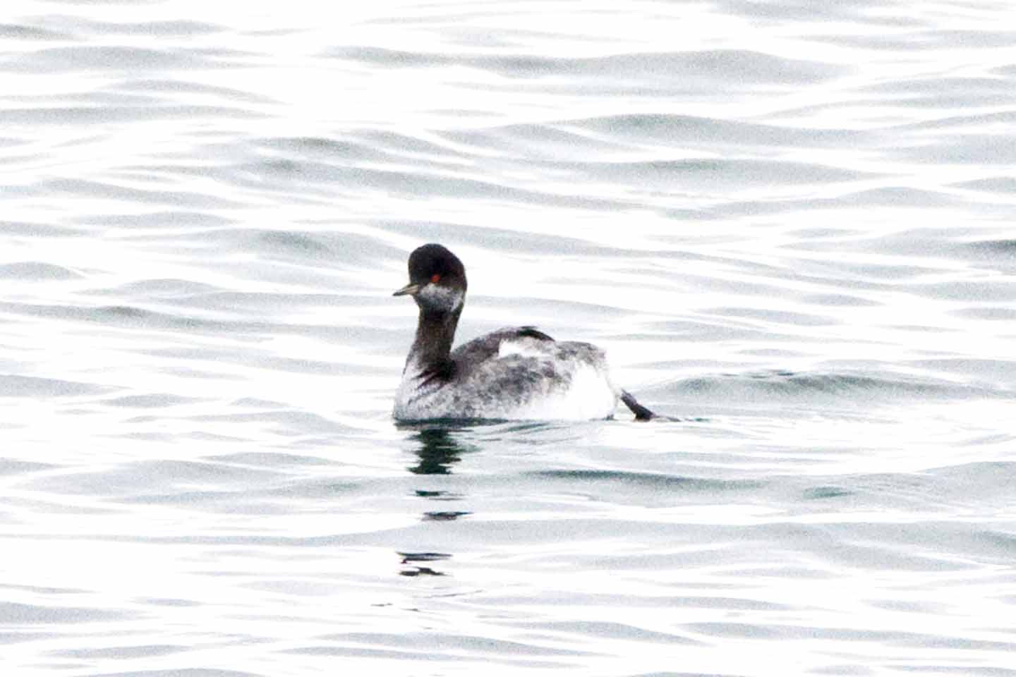 Eared Grebe, Seal Rocks, Rye, NH.