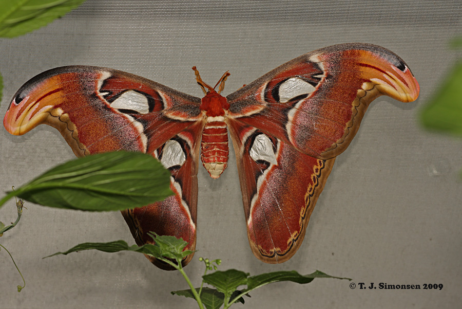 Giant Atlas Moth <i>(Attacus atlas)</i>