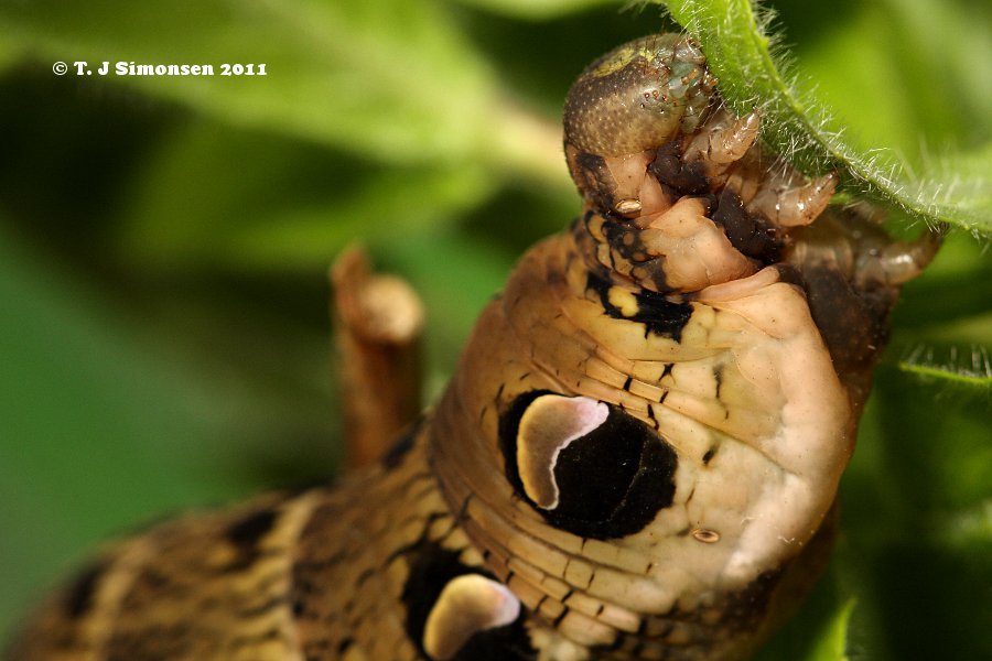 Elephant Hawk-moth <i>(Deilephila elpenor)</i>