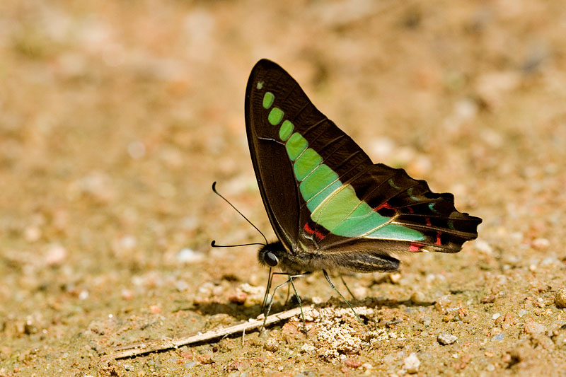 Graphium sarpedon luctatius(Common Bluebottle)