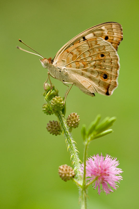 Junonia orithya wallacei(Blue Pansy)