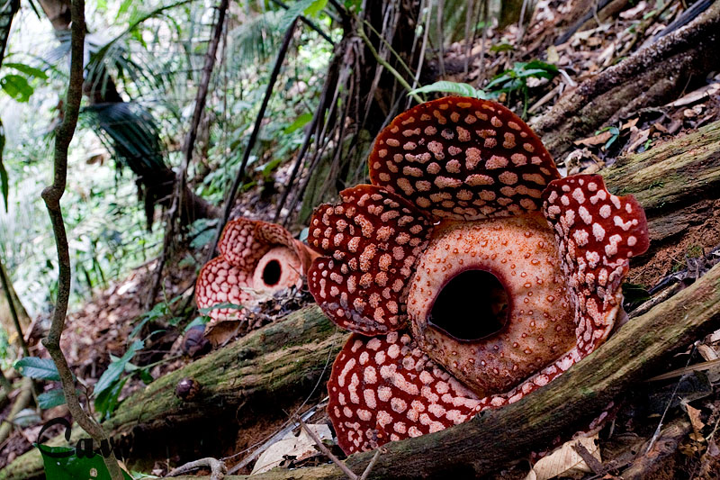 Rafflesia cantleyi‏