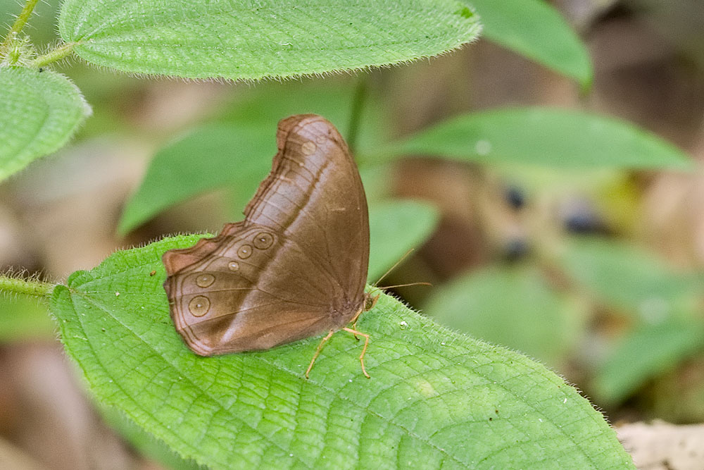Coelites epiminthia epiminthia (TBC)