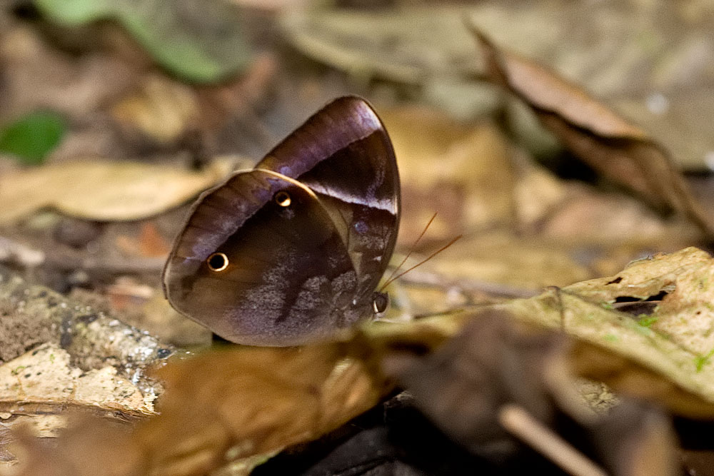 Thaumantis klugius lucipor (Dark Blue Jungle Glory)