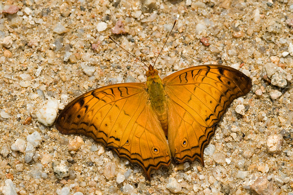 Vindula dejone erotella (The Cruiser)