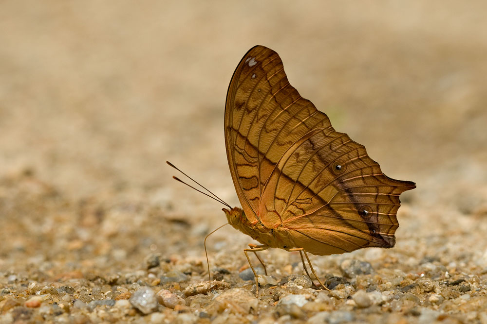 Vindula dejone erotella (The Cruiser)