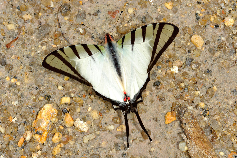 Graphium agetes iponus  (The Four Bar Swordtail)
