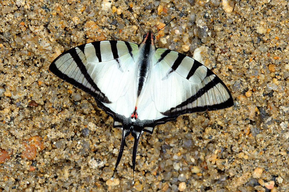 Graphium agetes iponus  (The Four Bar Swordtail)