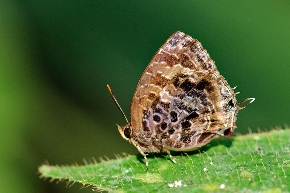 Arhopala abseus abseus