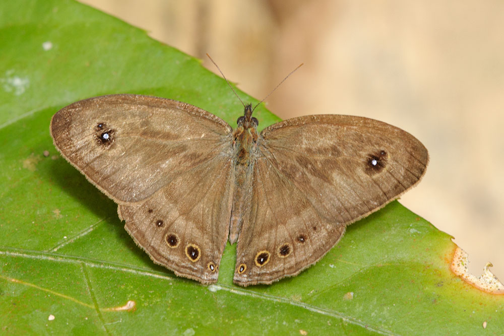 Ypthima fasciata torone (Malayan Six Ring)