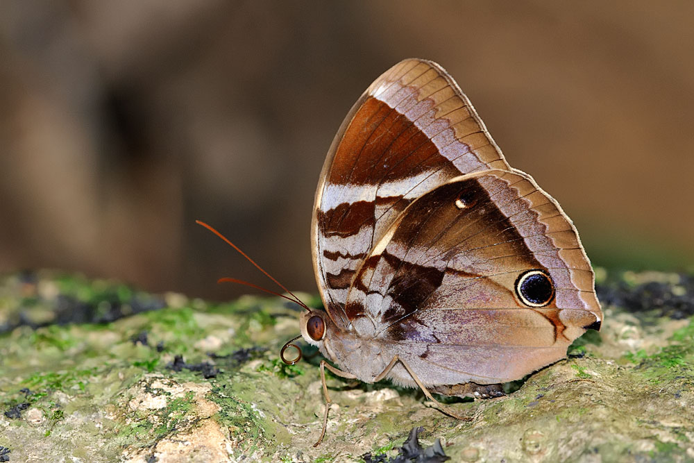 Thaumantis odana pishuna (Malayan Jungleglory)