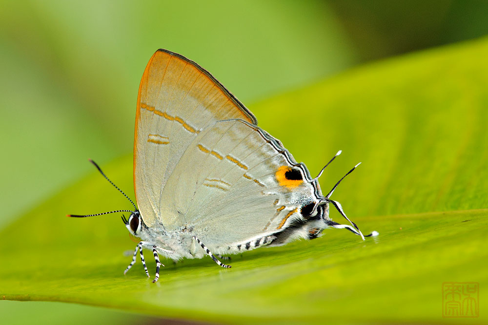 Hypolycaena erylus teatus (Common Tit)