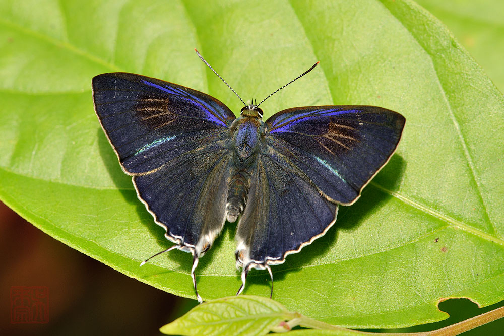 Hypolycaena erylus teatus (Common Tit)