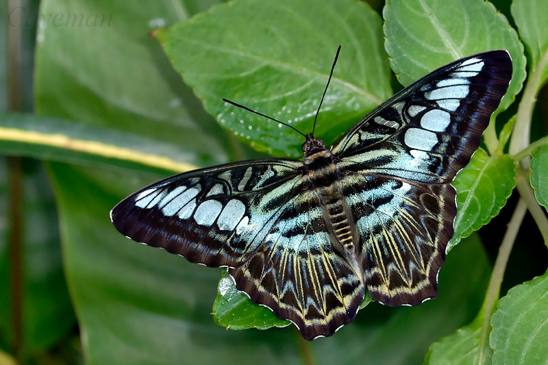 Parthenos sylvia lilacinus