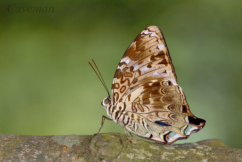 Prothoe franck uniformis (Blue Begum)