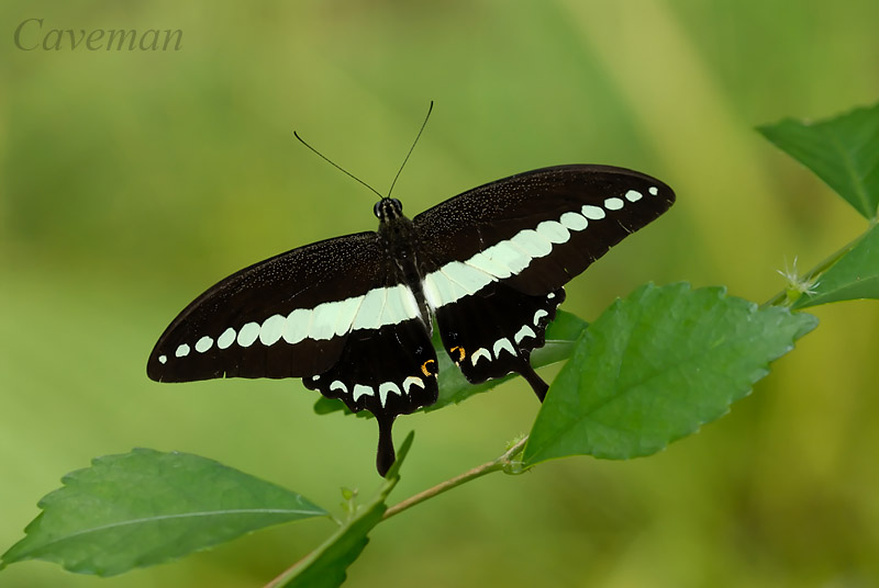 Papilio demolion demolion(Banded Swallowtail)