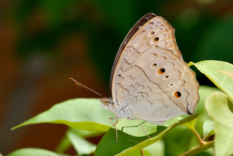 Junonia atlites atlites (Grey Pansy)