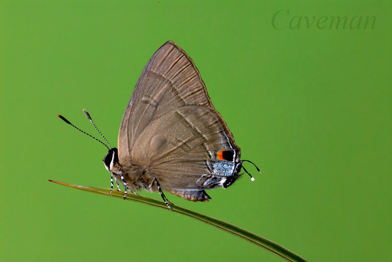 Rapala manea chozeba (Slate Flash) - male