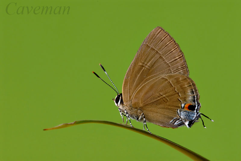 Rapala manea chozeba (Slate Flash) - female