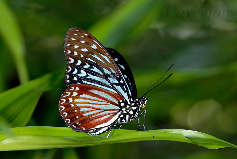 Hestina mimetica ruvanella