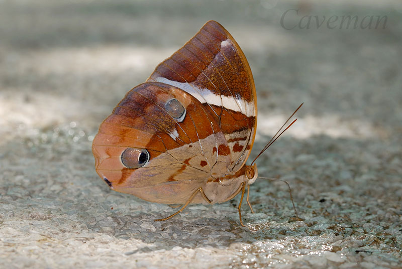 Thauria aliris pseudaliris (The Tufted Jungleking)