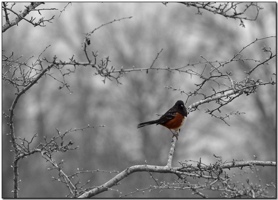  Towhee