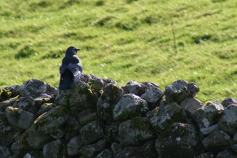 How come the Magpies get to sit on the animals?