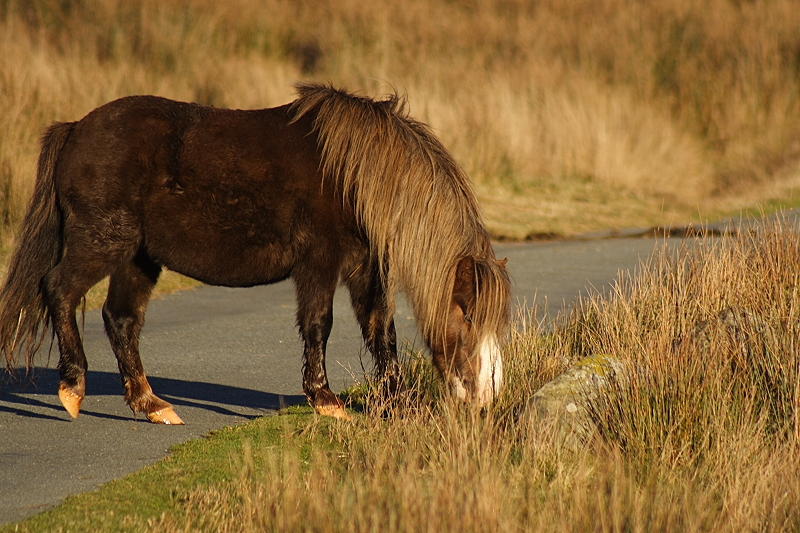Pony 3.JPG