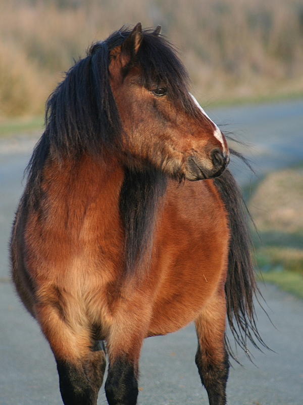 Pony 1l.JPG