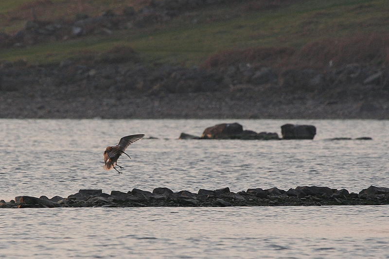 Curlew Landing