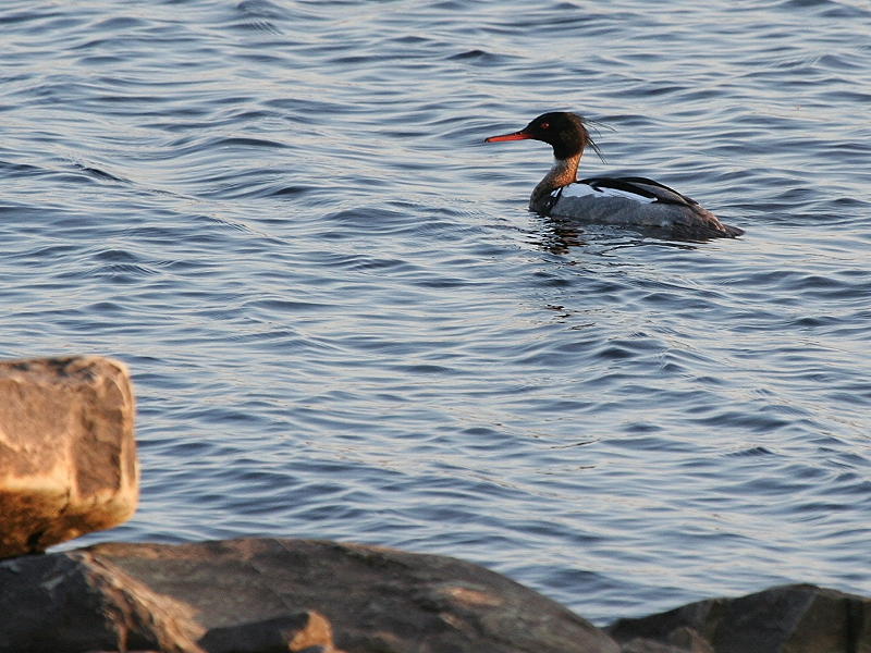 Red-breasted Merganser 1.JPG