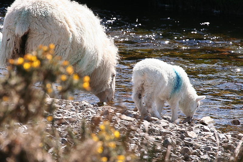 Drinking Sheep.JPG