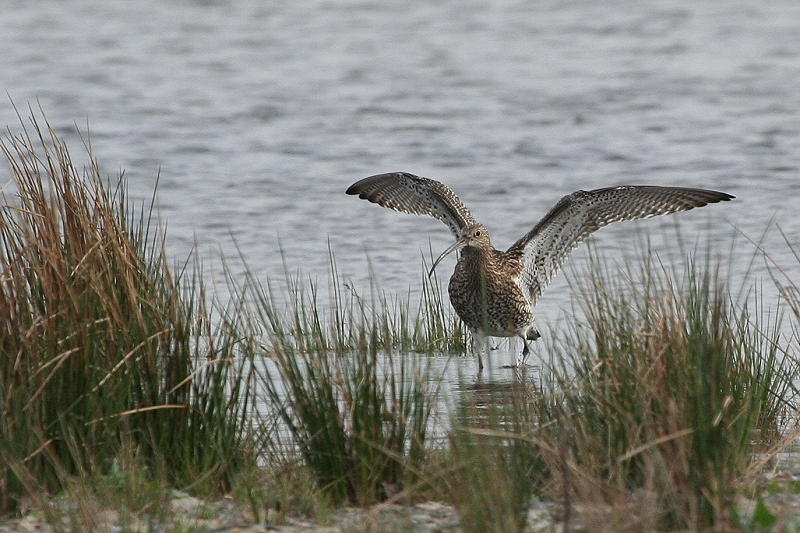 Curlew 3.JPG