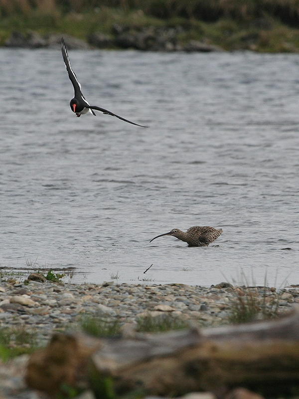 Oystercatcher and Curlew 1.JPG