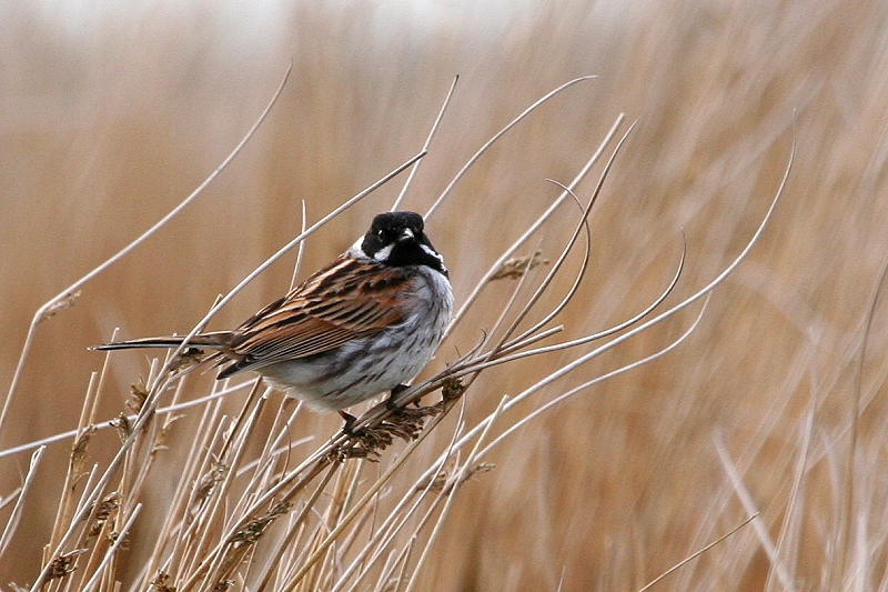Reed Bunting 1.JPG