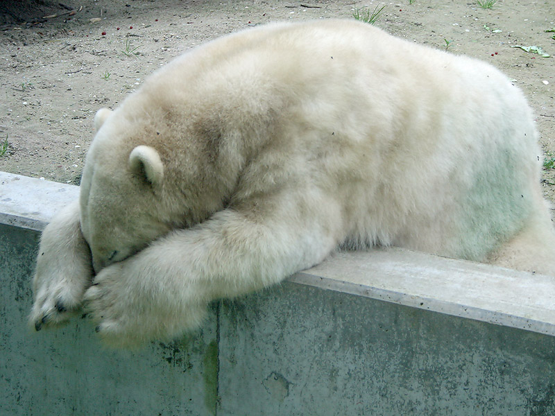 Verdrietige IJsbeer - Sorrowful Polar bear