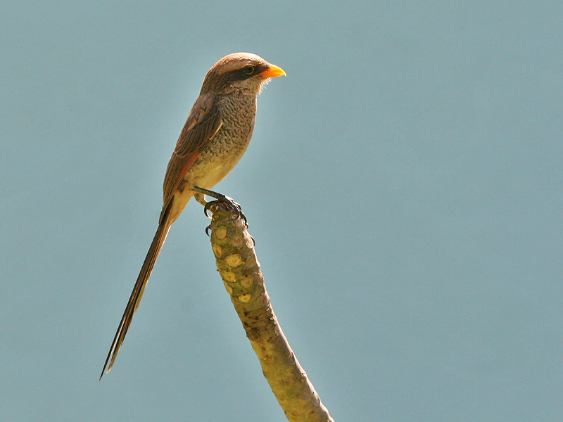 Yellow-billed Shrike - Geelsnavel Klauwier - Corvinella corvina