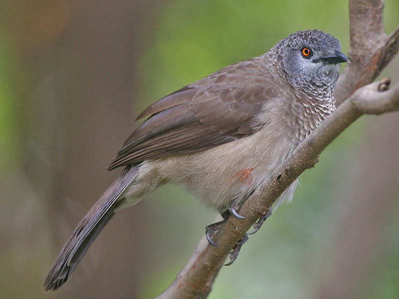 Brown Babbler - Sahelbabbelaar -  Turdoides plebejus