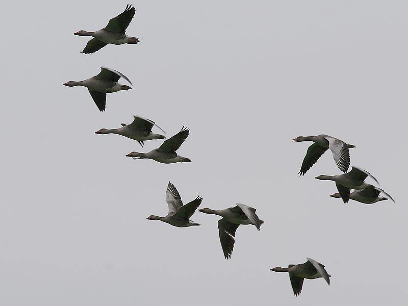 Grauwe Gans - Greylag Goose - Anser anser