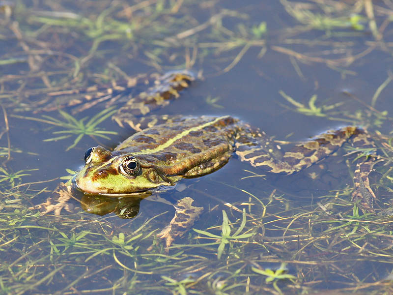 Groene Kikker - Green Frog - Rana esculata