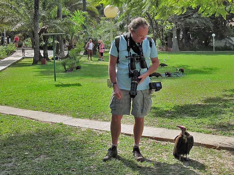 Chat with a Hooded Vulture in the gardens of the Senegambia Beach Hotel