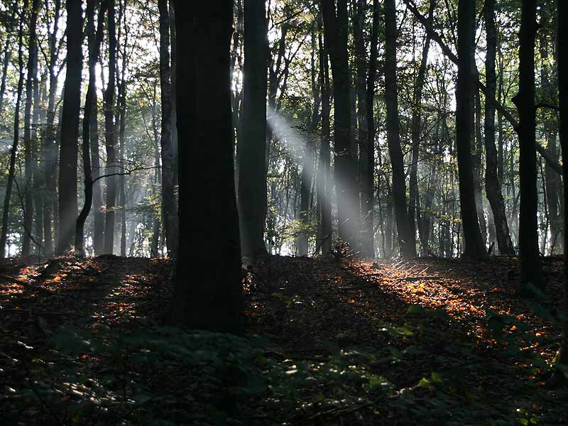 Early morning in the St. Jansberg Forest - Groesbeek - The Netherlands