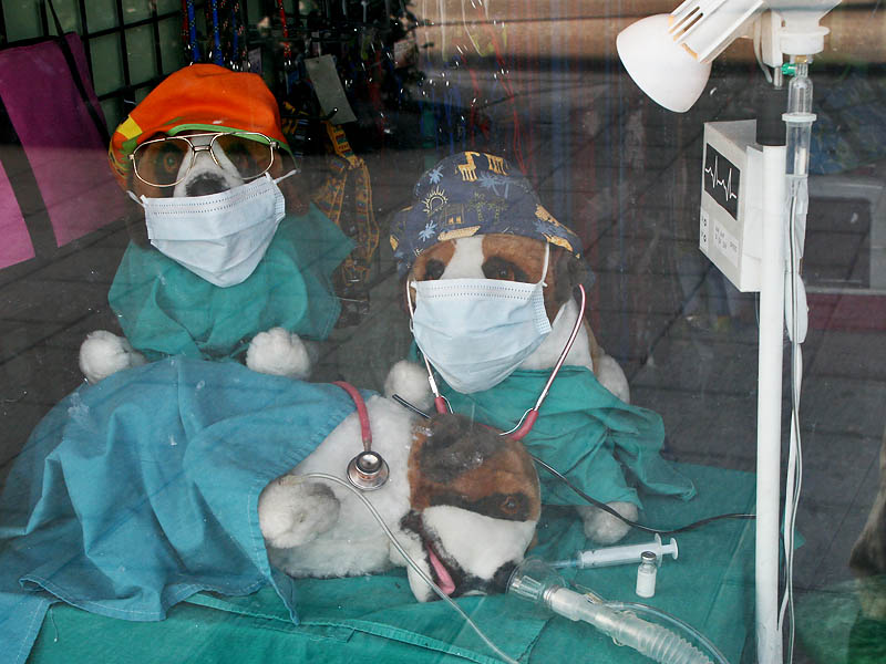 Two animal veterinarians engaged in a medical examination of a congener.