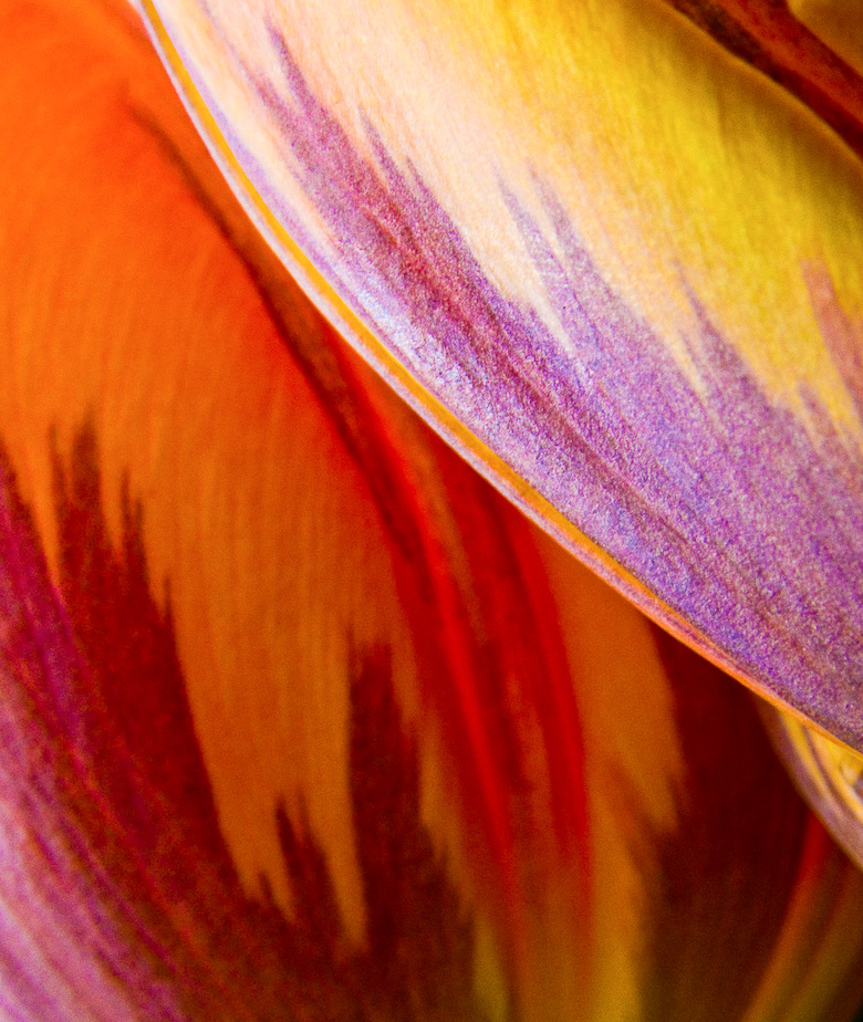 Tulip abstract 14.jpg